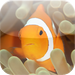 Red Sea Fishes